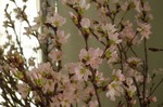 啓翁桜
